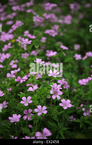 Geranium endressii géranium sanguin Endres - fleurs - crane's-bill Banque D'Images