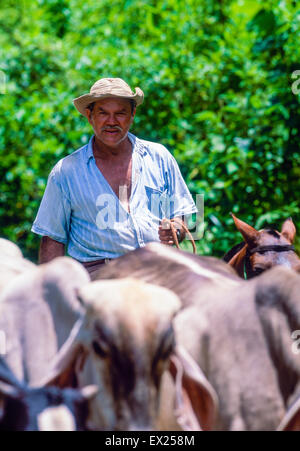 Sabanero cowboys du bétail sur la conduite la péninsule d'Osa Costa Rica Banque D'Images