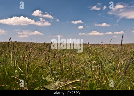 Vysoka pré sur la colline du trou avec la tour de télévision sur la colline de Praded dans Jeseniky mountains Banque D'Images