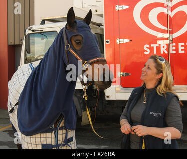 La préparation des chevaux pour le spectacle au salon Royal Adelaide, Australie du Sud. Banque D'Images