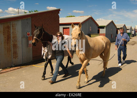 La préparation des chevaux pour le spectacle au salon Royal Adelaide, Australie du Sud. Banque D'Images