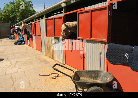 La préparation des chevaux pour le spectacle au salon Royal Adelaide, Australie du Sud. Banque D'Images