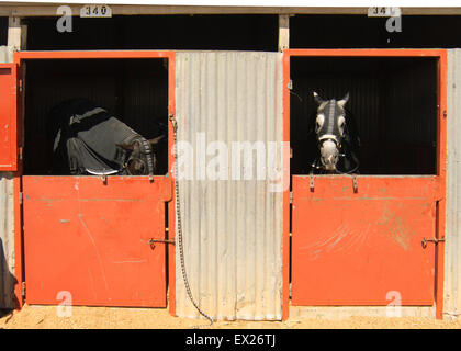 La préparation des chevaux pour le spectacle au salon Royal Adelaide, Australie du Sud. Banque D'Images