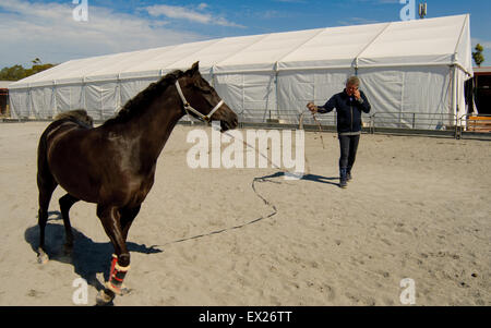 La préparation des chevaux pour le spectacle au salon Royal Adelaide, Australie du Sud. Banque D'Images