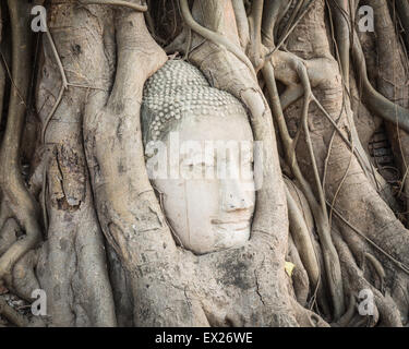 Tête de Bouddha recouvertes par figuier dans Wat Mahathat. Parc historique d'Ayutthaya Banque D'Images