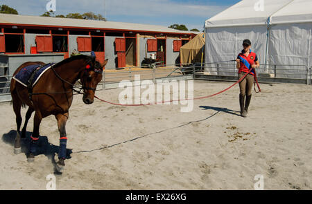 La préparation des chevaux pour le spectacle au salon Royal Adelaide, Australie du Sud. Banque D'Images