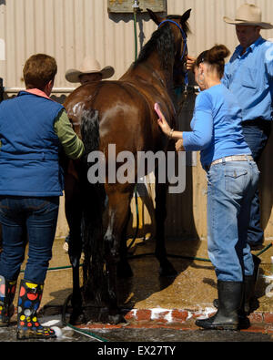 La préparation des chevaux pour le spectacle au salon Royal Adelaide, Australie du Sud. Banque D'Images