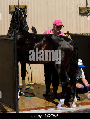 La préparation des chevaux pour le spectacle au salon Royal Adelaide, Australie du Sud. Banque D'Images