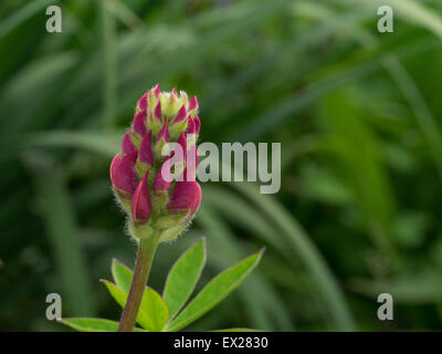 Fleur de lupin Banque D'Images