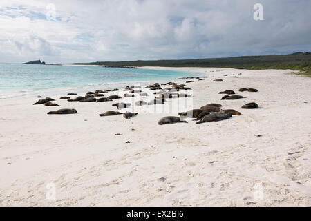 Les lions de mer de dormir sur la plage Banque D'Images
