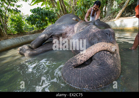 Un Indien éléphant (Elephas maximus) d'être baigné et frotté vers le bas avec les coquilles de noix de coco par son cornac dans Thekkady Banque D'Images