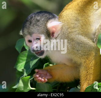 Close-up of a l'audacieuse noire d'Amérique du Sud singe écureuil (Saimiri boliviensis) très haut dans un arbre Banque D'Images