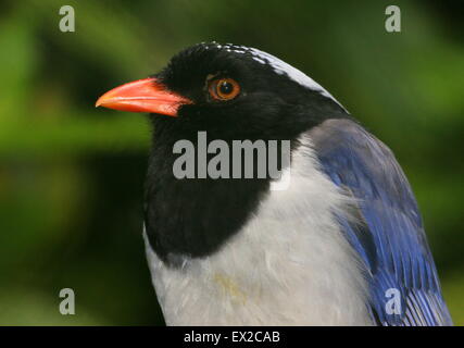 East Asian Red-billed blue magpie (Urocissa erythrorhyncha), gros plan de la tête Banque D'Images