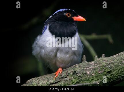 East Asian Red-billed blue magpie (Urocissa erythrorhyncha), gros plan de la tête Banque D'Images