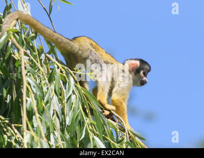 Close-up of a South American black-capped singe écureuil (Saimiri boliviensis) très haut dans un arbre, accrochée à sa queue Banque D'Images