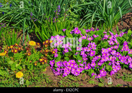 Fermer image de la place Lilla fleurs du jardin Banque D'Images