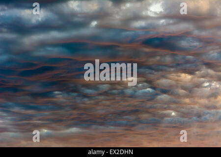 L'Altocumulus undulatus nuages allumé par le bas par la chaude lumière du soleil couchant. Banque D'Images