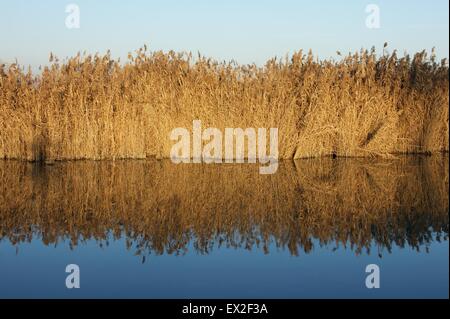 Les cannes d'or bleu de l'eau, réflexion sur la création d'un résumé et l'image spéculaire Banque D'Images