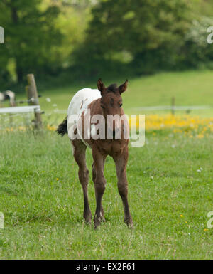 Un poulain Appaloosa patchy courbé dans un champ Banque D'Images