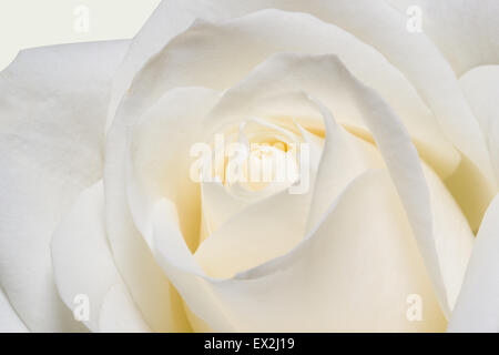 Arrière-plan de roses blanches en close-up Banque D'Images