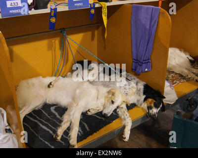 Les chiens étant prêt pour le spectacle, à voir Royal Adelaide, Australie du Sud. Banque D'Images