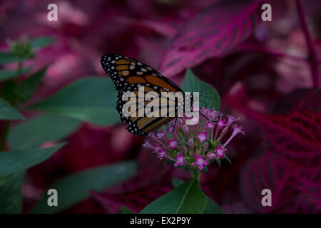 Le monarque à Purdy Butterfly House, Huntsville Botanical Garden, Huntsville, AL Banque D'Images