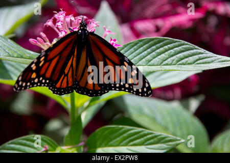 Le monarque à Purdy Butterfly House, Huntsville Botanical Garden, Huntsville, AL Banque D'Images