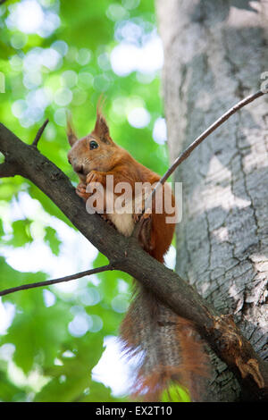 L'écureuil roux assis dans un arbre dans le Parc Lazienki, Varsovie, Pologne Banque D'Images