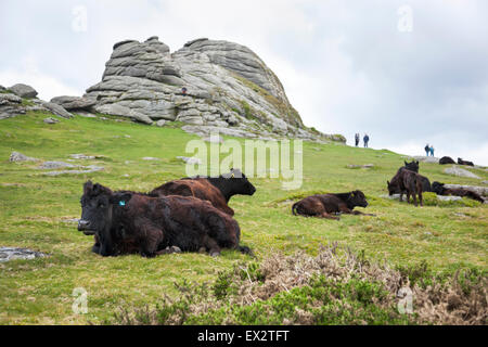 Vaches au Haytor dans les landes de Dartmoor National Park, Devon, Angleterre Banque D'Images