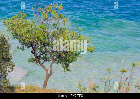 Ensemble arbre contre l'eau bleu turquoise du lac de Garde en Italie Banque D'Images