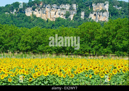 Le tournesol, Dordogne, Aquitaine, France Banque D'Images