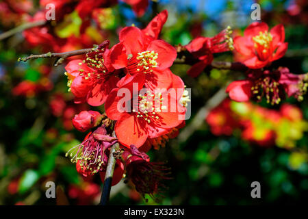 FLOWERING QUINCE (japonica) Banque D'Images