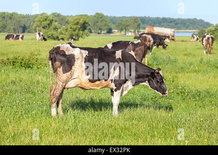 Les vaches de pâturage sur une prairie d'été vert. Banque D'Images