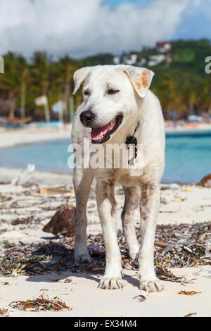 Chien blanc assis sur le sable blanc de la plage tropicale Philippines Boracay Island Banque D'Images