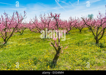 L'arrivée du printemps à l'éclosion de fleurs de pêcher sur les arbres plantés en rangées : selon l'agriculture traditionnelle, ces t Banque D'Images