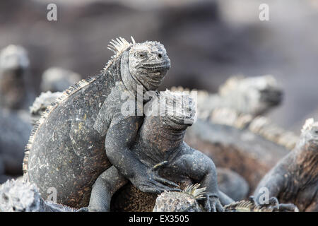 Deux iguanes marins des Galapagos noir regarder vers l'appareil photo comme ils se chauffent au soleil sur l'île de Fernandina. Banque D'Images