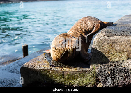 Un petit lion de mer Galapagos soldes petits sur les vestiges de certaines étapes de l'accès à l'Île Bartolome. Banque D'Images