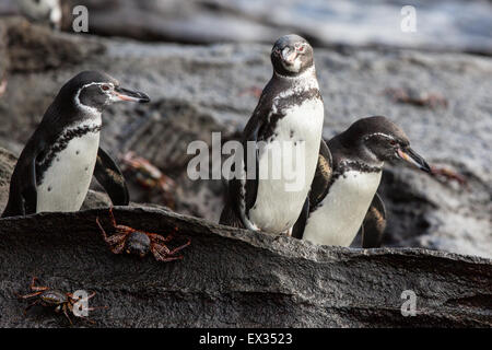 Trois pingouins des Galapagos (Spheniscus mendiculus) se tenir sur des roches de lave se prépare à sauter dans l'océan et de chasse. Banque D'Images