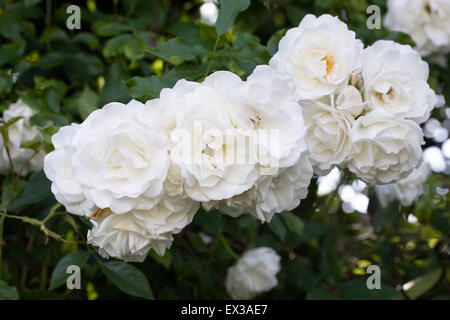 Rosa 'Snow Goose'. Rambling Rose dans un jardin anglais. Banque D'Images