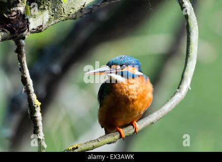 Seule femelle Kingfisher perché sur branche. Banque D'Images