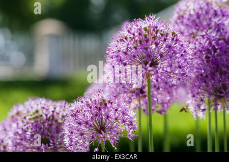 Gros plan flou de l'arrière-plan géant en fleurs) oignon (Allium Giganteum Banque D'Images