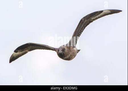 Grand Labbe (Stercorarius skua) en vol, criez, îles Shetland, Écosse, Royaume-Uni Banque D'Images