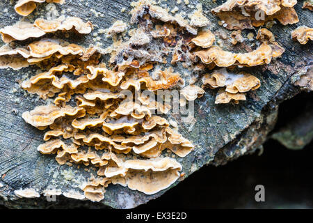 Gros plan d'une colonie de champignons de couche multicolores, la moitié des formes arrondies, growing on tree stump, [Oxyporus populinus] schizoporaceae. Banque D'Images