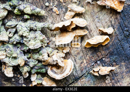 Gros plan d'une colonie de champignons de couche multicolores, la moitié des formes arrondies, growing on tree stump, [Oxyporus populinus] schizoporaceae. Banque D'Images