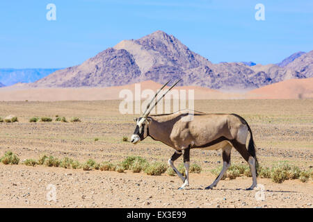 Ou gemsbok (Oryx gazella) gemsbuck en face de Naukluft Mountains, Parc Namib Naukluft, Namibie Banque D'Images