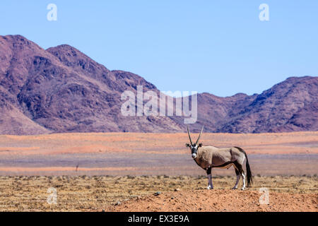 Ou gemsbok (Oryx gazella) gemsbuck en Namib Naukluft Park, Namibie Banque D'Images