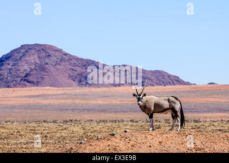 Ou gemsbok (Oryx gazella) gemsbuck en Namib Naukluft Park, Namibie Banque D'Images