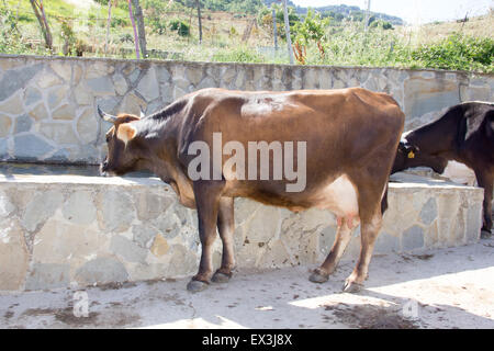 Une vache à eau potable à la campagne Banque D'Images