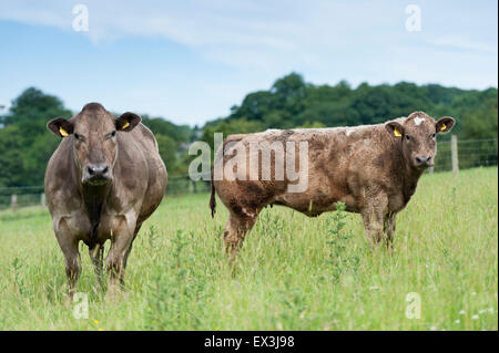 La vache de race charolaise et son veau en pâturage, Cumbria, Royaume-Uni Banque D'Images