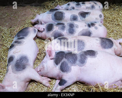 Les porcs et porcelets Saddleback britannique à Hesketh farm Park, Skipton, Yorkshire Banque D'Images